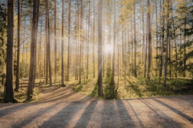 Peaceful forest path representing calm guidance for families exploring veteran cremation discounts