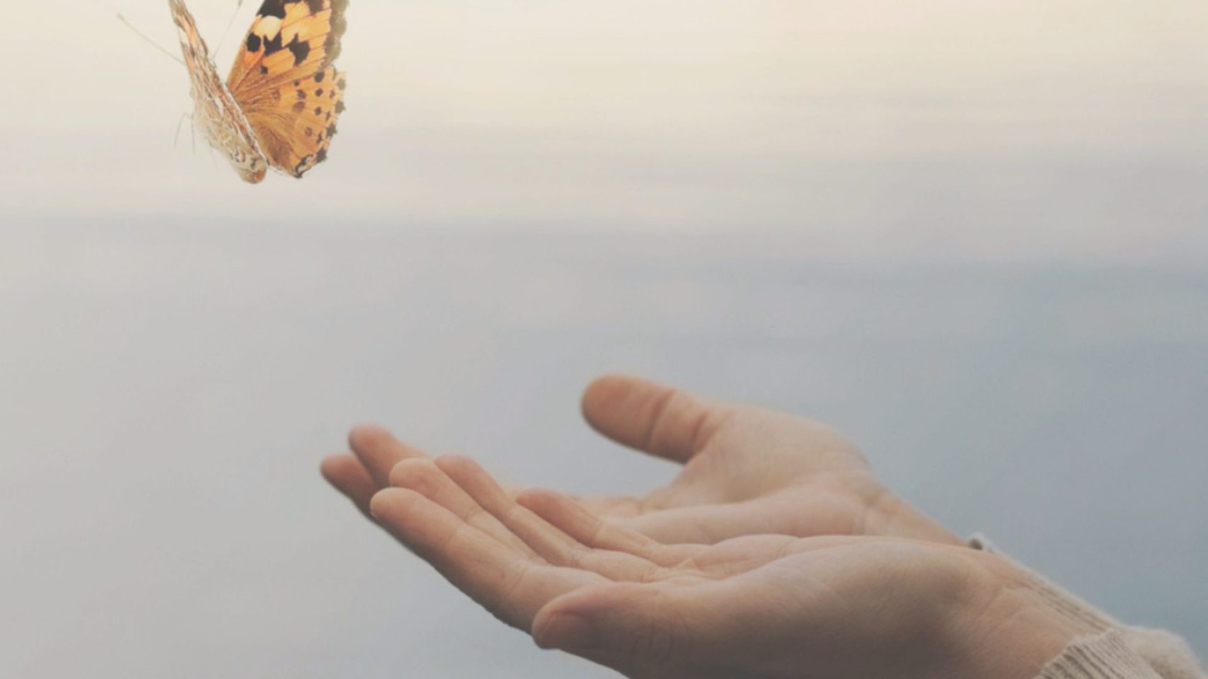 Hands releasing a butterfly, symbolizing a final moment before cremation