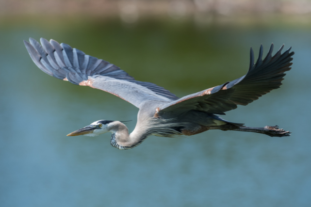 blue heron flying over water the woodlands texas peaceful remembrance