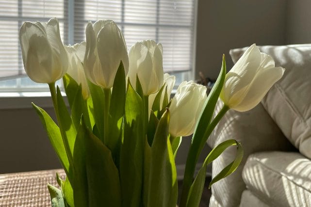 White tulips in a peaceful home representing clarity during cremation decisions in Texas