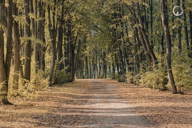 Cremation vs. Burial: Which Is Right for Your Family?