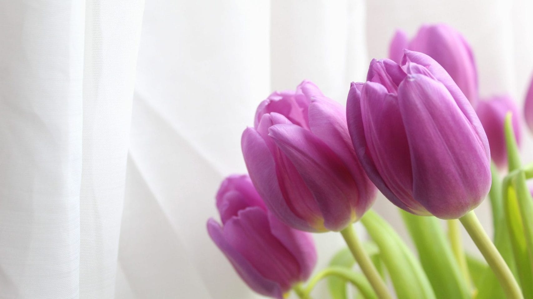 Soft purple tulips by a window representing compassionate cremation support in Katy TX