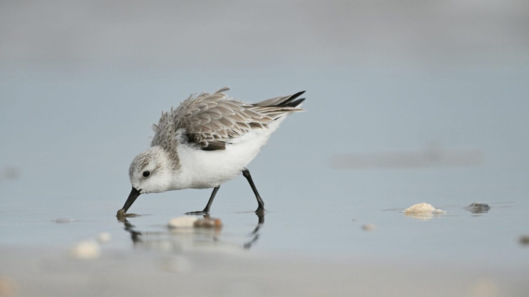 Shorebird walking along the Galveston Gulf Coast, reflecting the natural coastal setting of Galveston, TX.