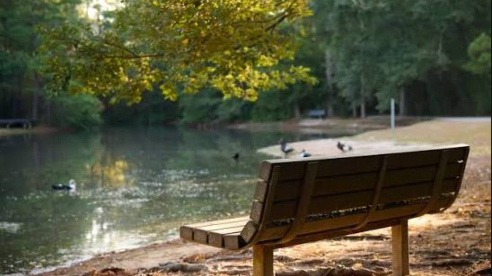 Park bench beside a quiet pond in Spring, Texas.