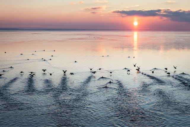 Birds flying over calm water at sunset representing peace and moving forward after loss