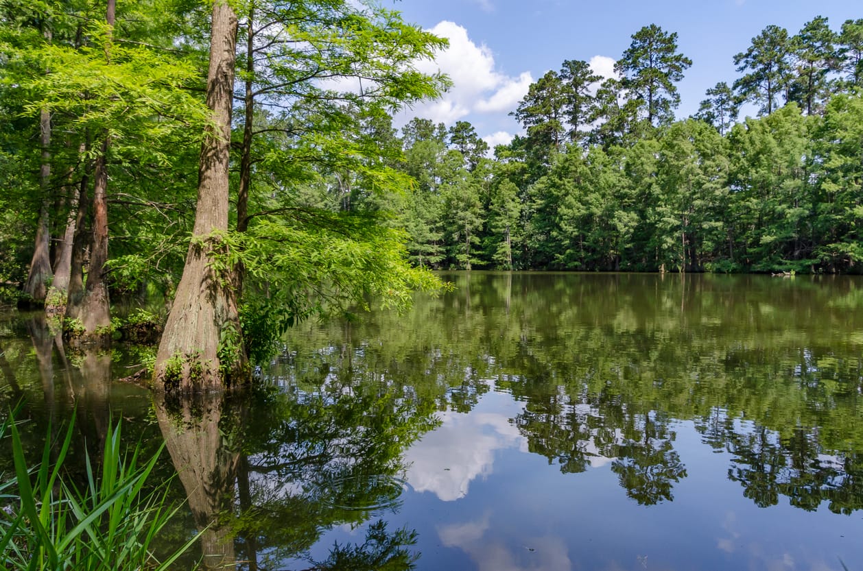 Spring Creek Greenway nature area in Spring Texas