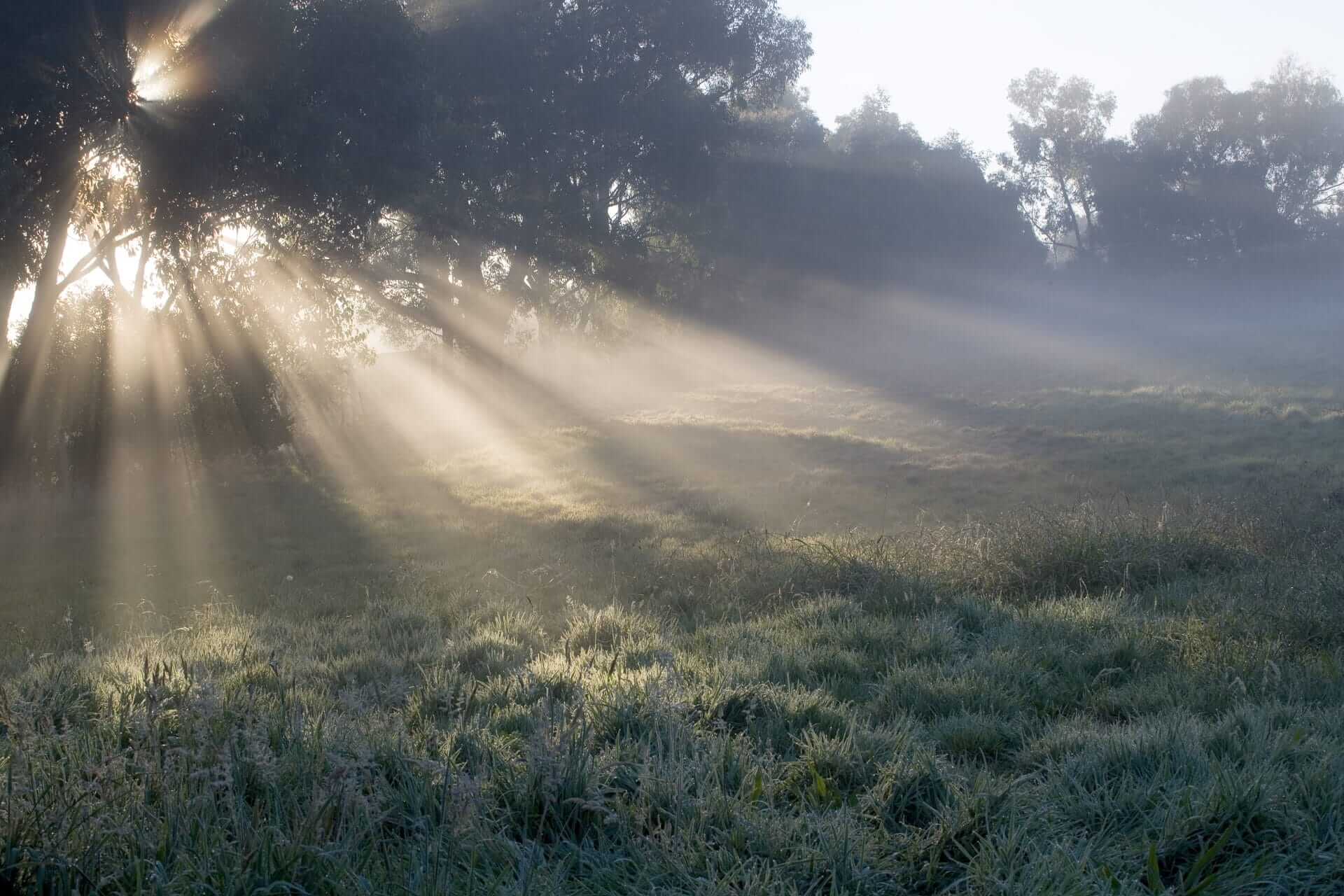 Sun rays in the morning fog