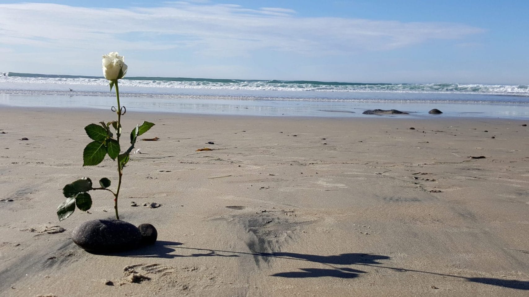 White rose placed on a Galveston beach as a symbol of remembrance and love along the Texas Gulf Coast.