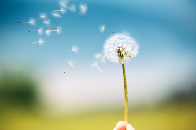 dandelion seeds blowing in the wind symbolizing ash scattering process and gentle release