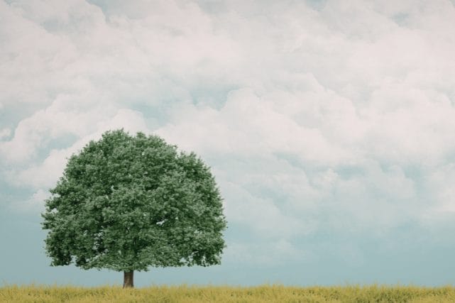single tree in open field symbolizing remembrance and peace after ash scattering
