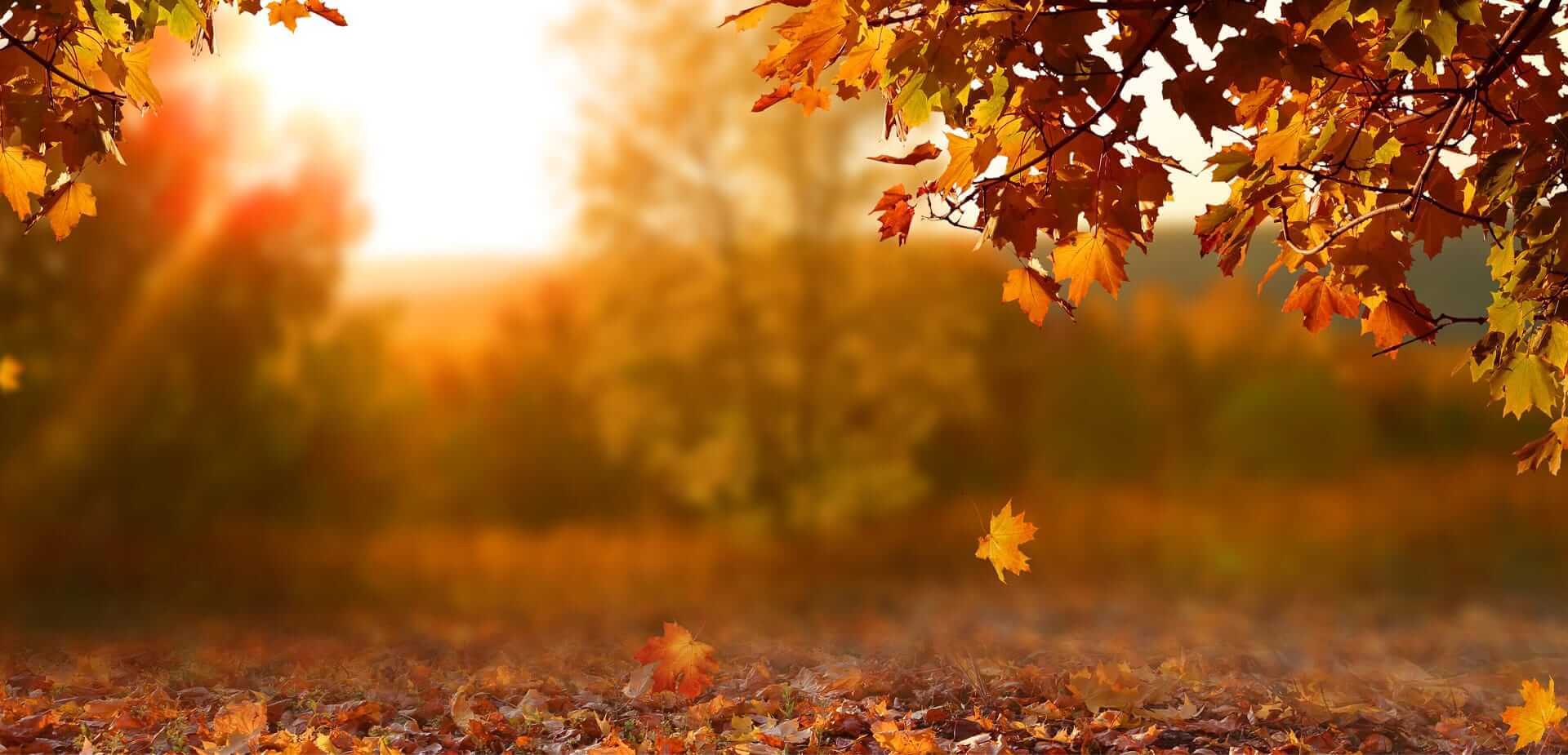 Colorful autumn leaves hang from tree branches and fall to the ground in a warm, sunlit landscape.
