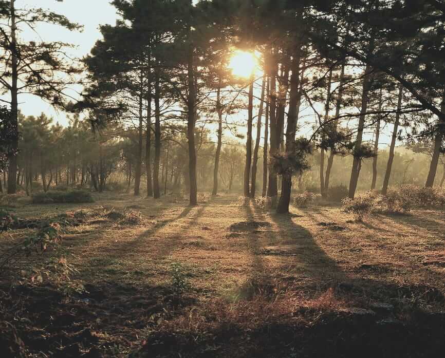 Landscape in a forest