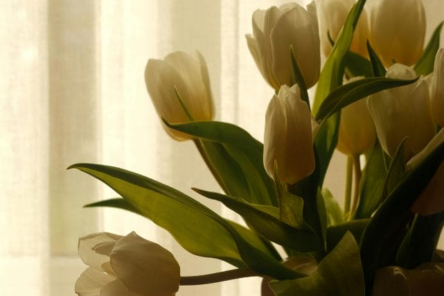 Soft flowers in warm light representing support after a death at home in Houston